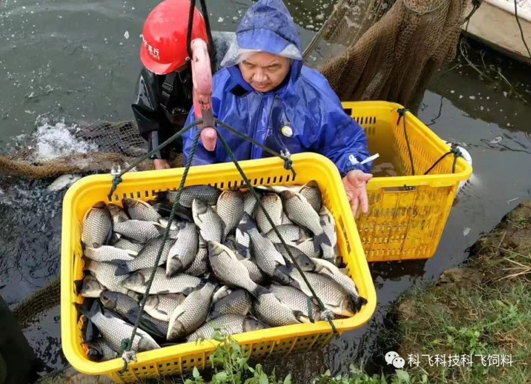 捕魚運魚:脫粘、掉鱗、出血、不耐運輸.jpg 捕魚運魚:脫粘、掉鱗、出血、不耐運輸.jpg
